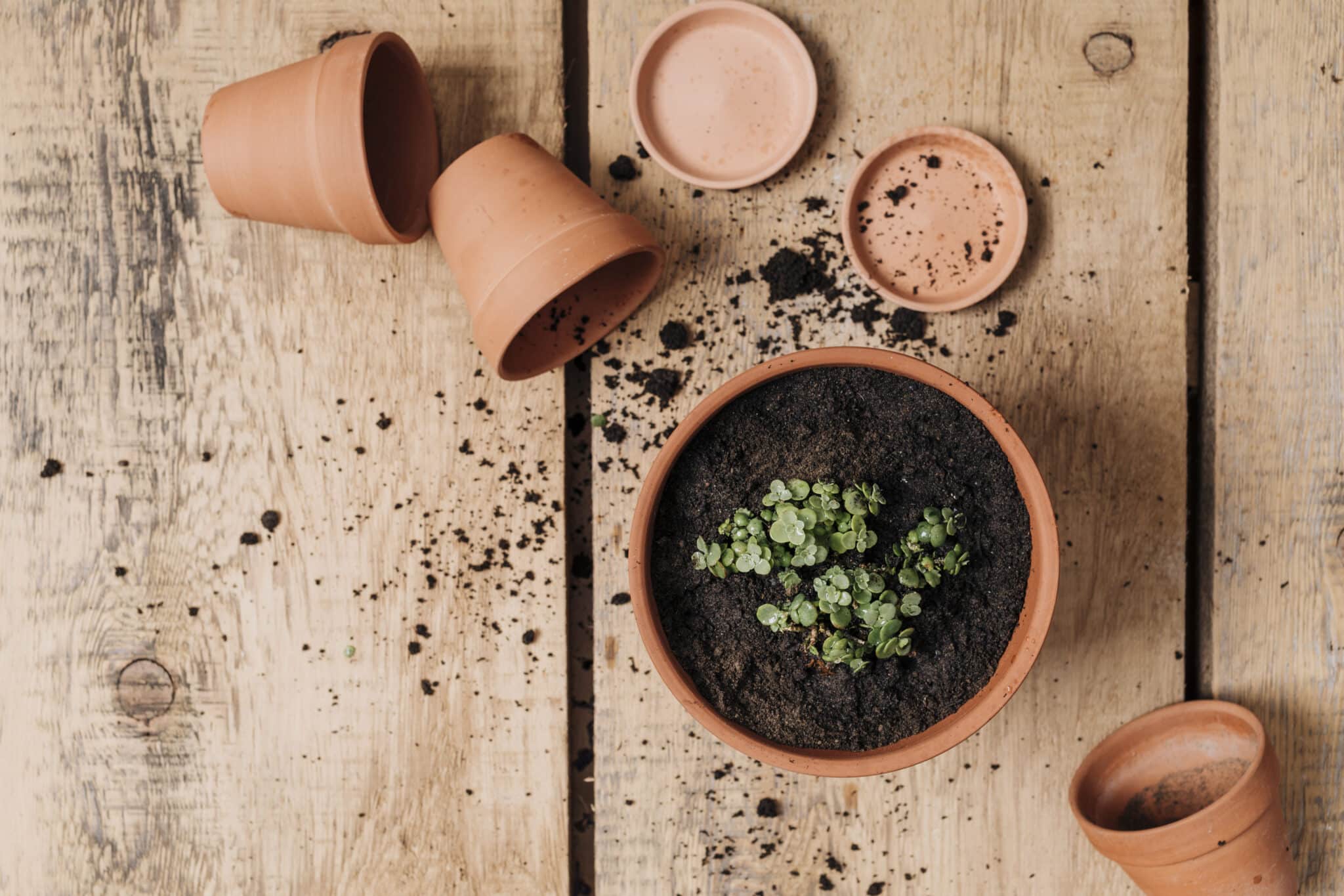 Ne jetez plus la terre de vos vieux pots Découvrez comment la