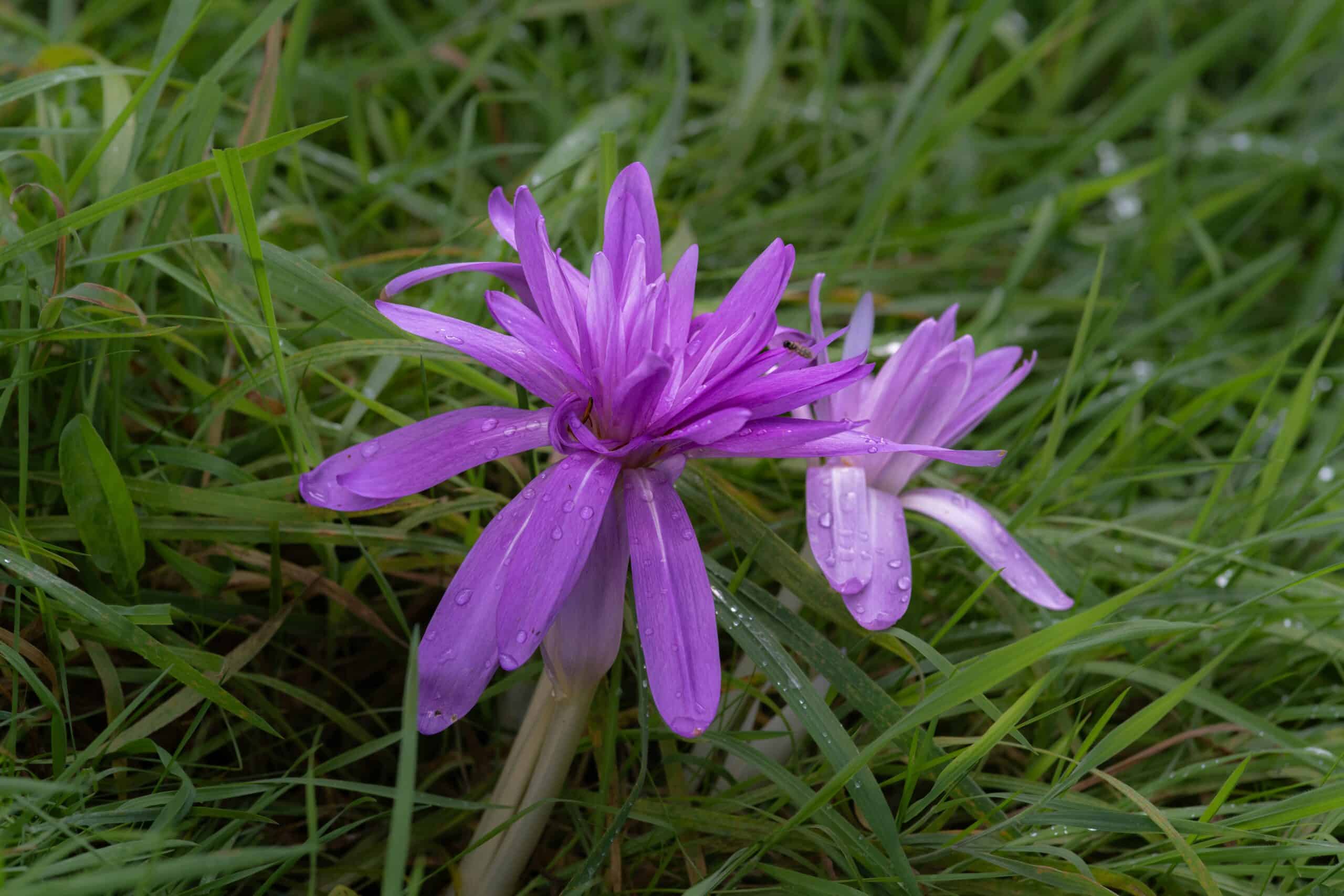 Colchicum Autumnale