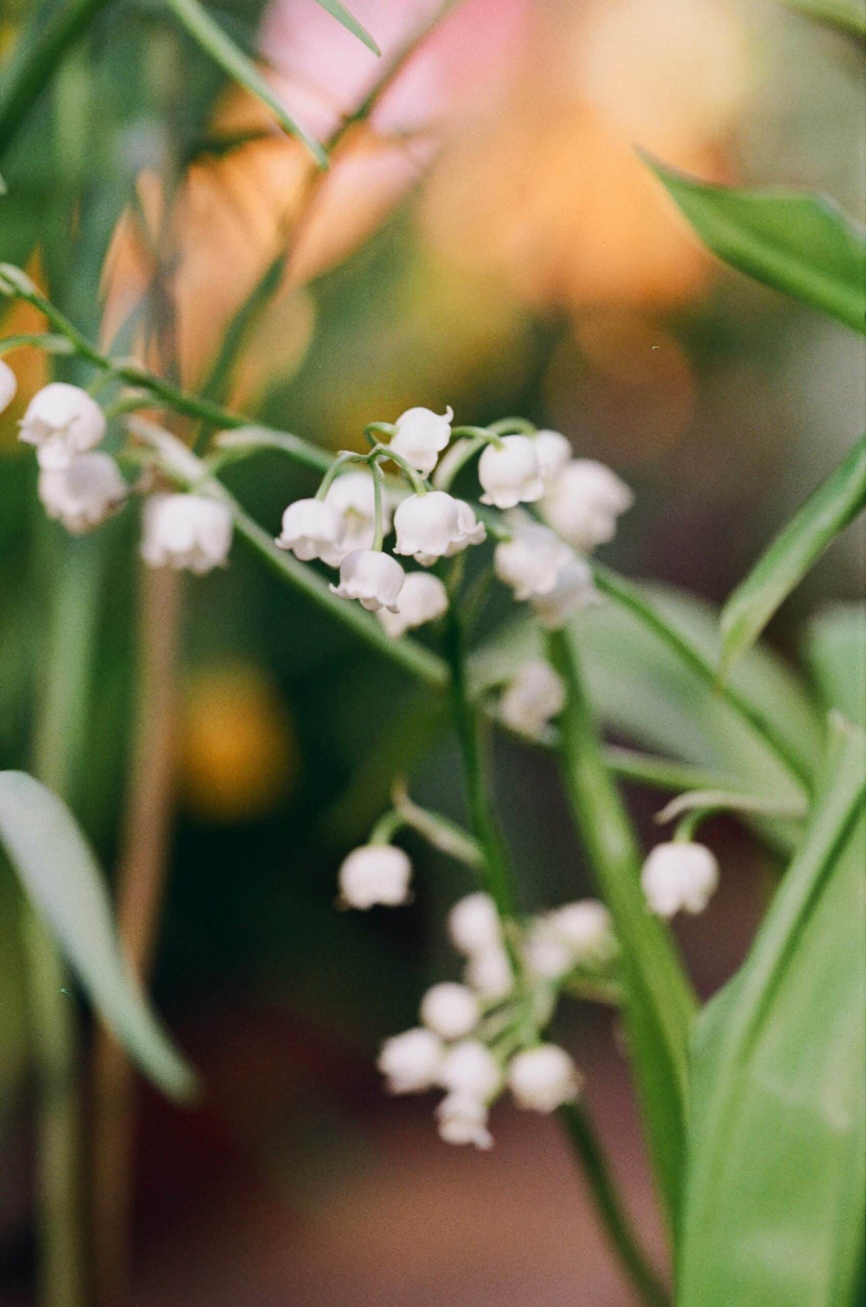 Convallaria Majalis (muguet)