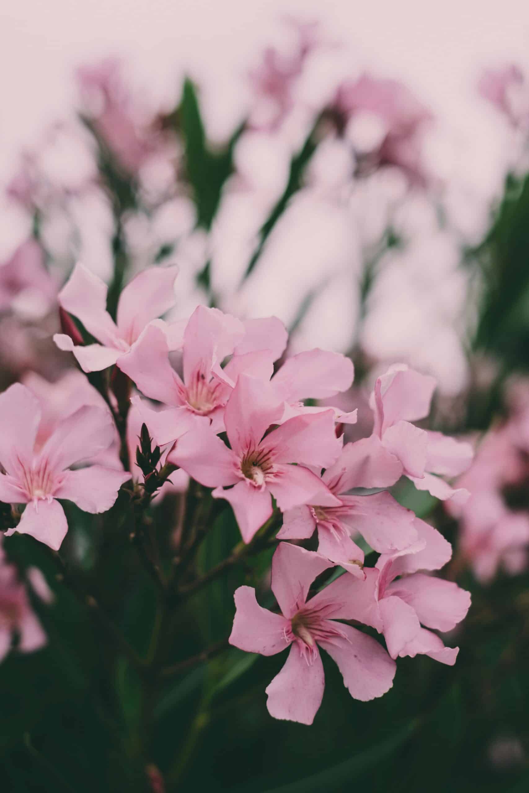 Nerium Oleander Laurier Rose