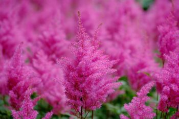 Astilbe A Planter Septembre