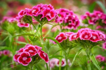 L’œillet De Poète (dianthus Barbatus)