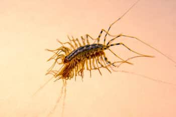 Scutigera coleoptrata