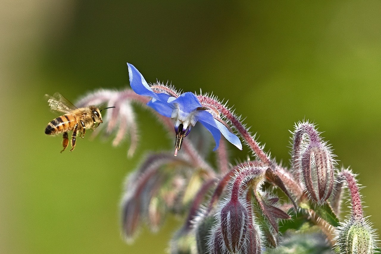 Bourrache Officinale Abeille