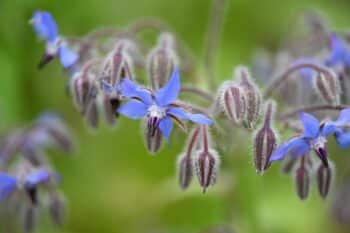 Bourrache Officinale Pollinisateur