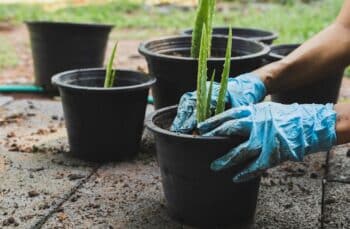 Bouturer Aloe Vera