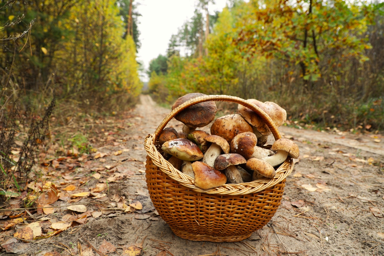 Basket With Porcini Mushrooms In The Autumn Forest On The Path