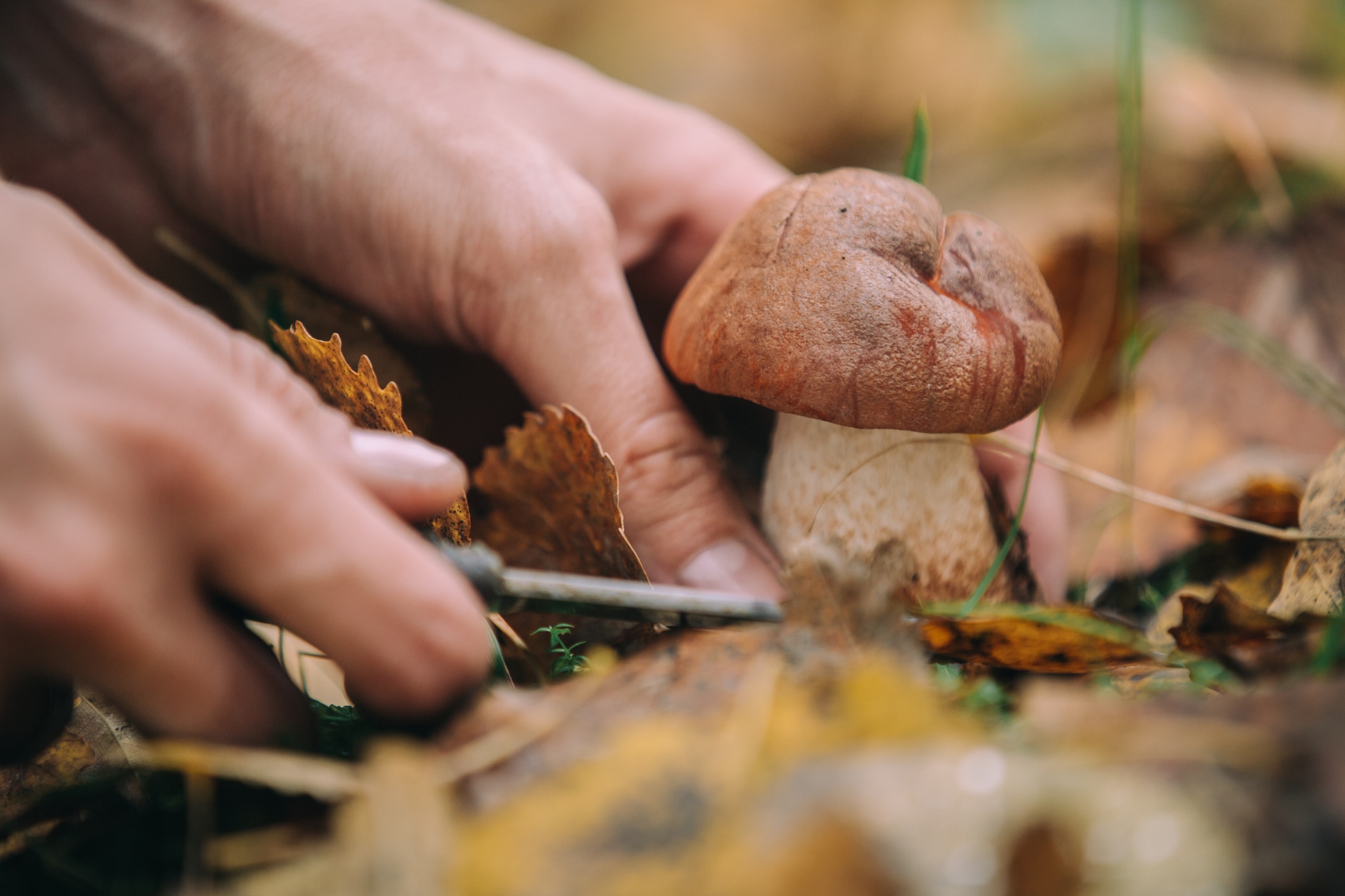 Man Gathering Mushrooms In The Woods