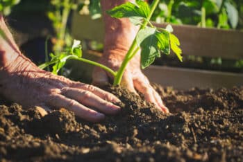 débuter jardinage après 60 ans conseils et précautions