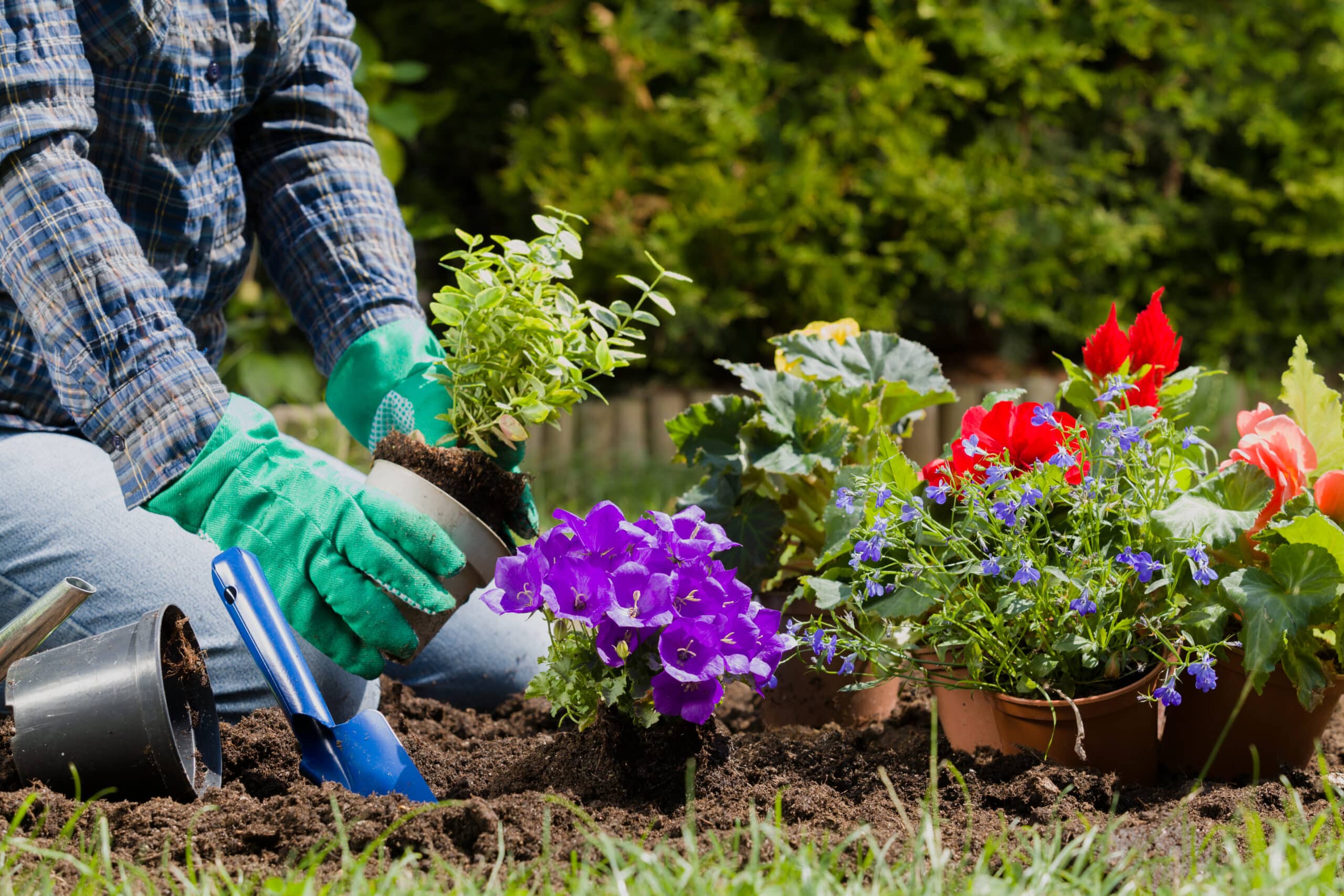 fleurs a planter automne floraison printemps