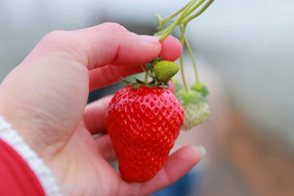 Fraises Planter Septembre