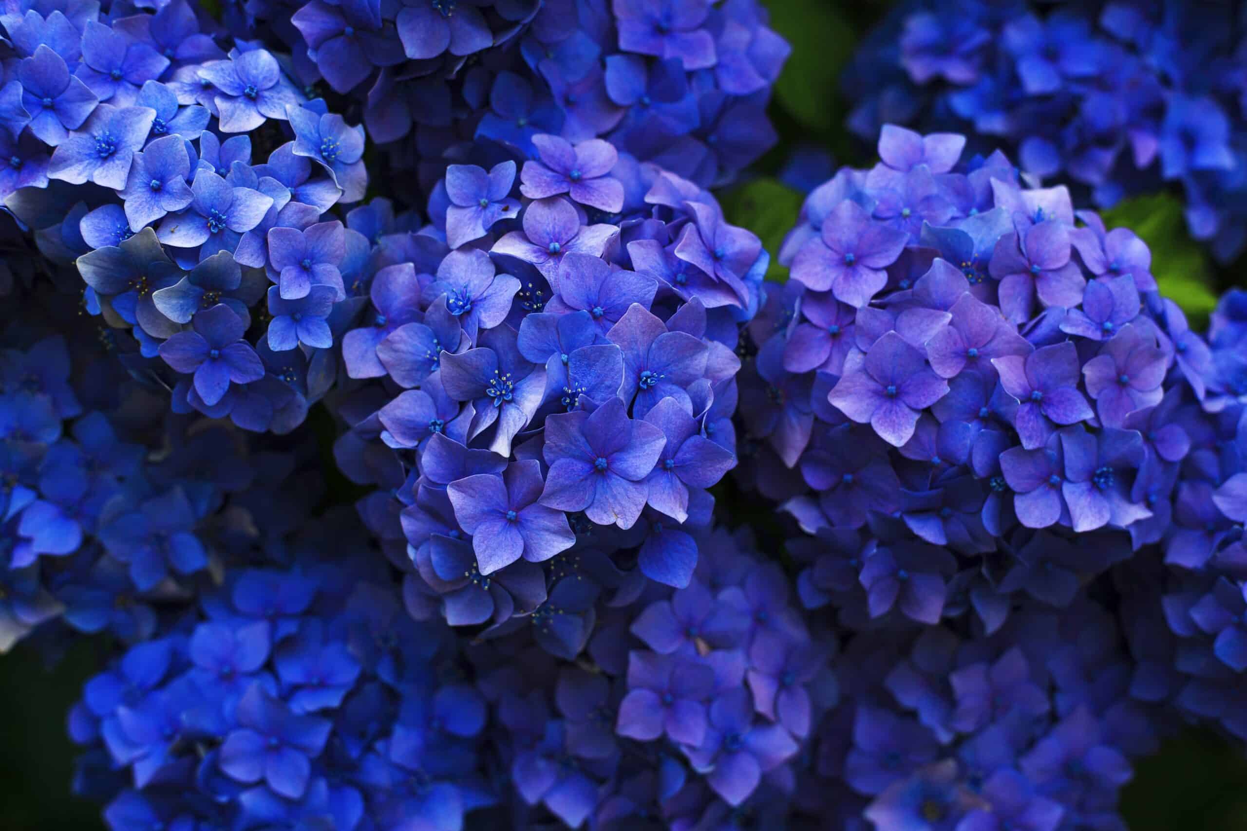 Hortensias Bleus