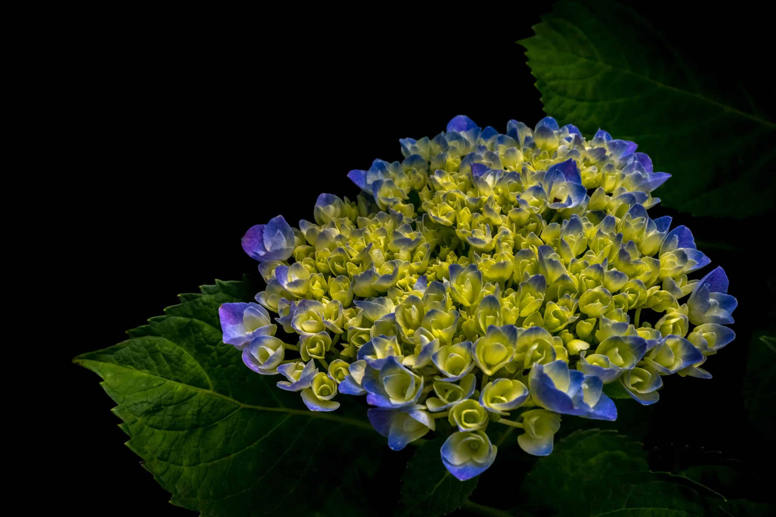 Hortensias En Train De Fleurir