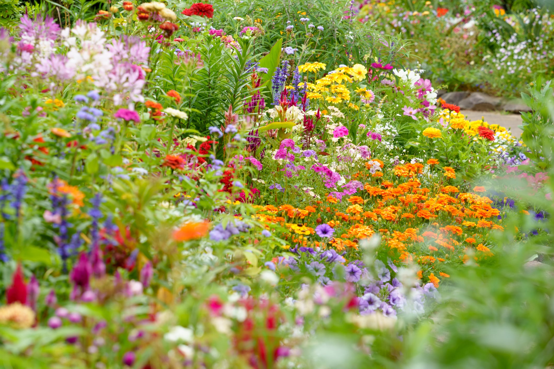 Flower Beds In The English Garden With A Variety Of Colorful Flowers
