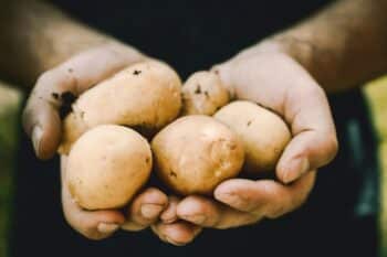 mains pleines de pommes de terre recolte