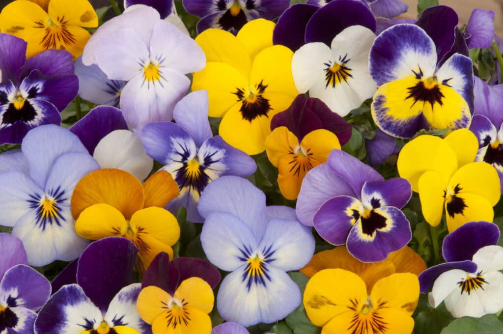 Pensées à planter au jardin, fleuri en hiver