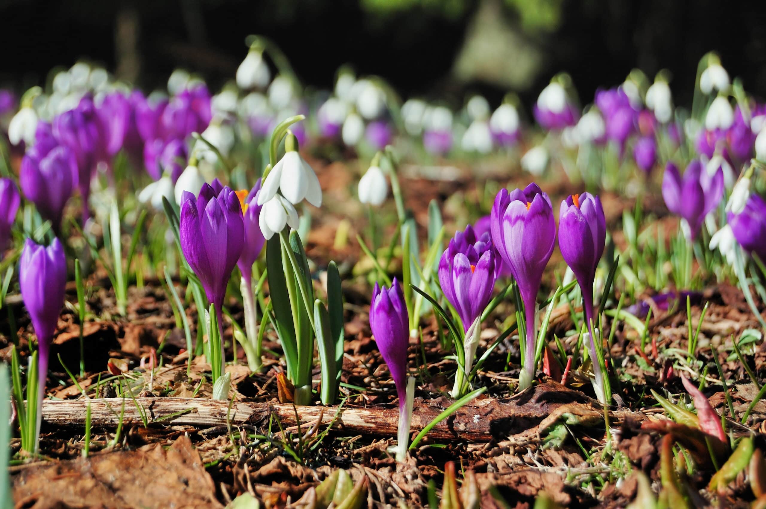 perce neige crocus