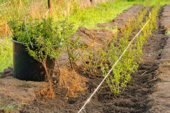 Planting A Hedge