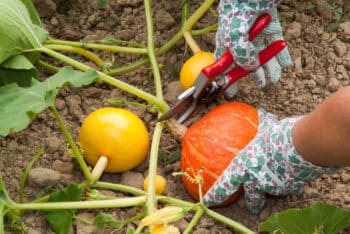 quand récolter courge mur