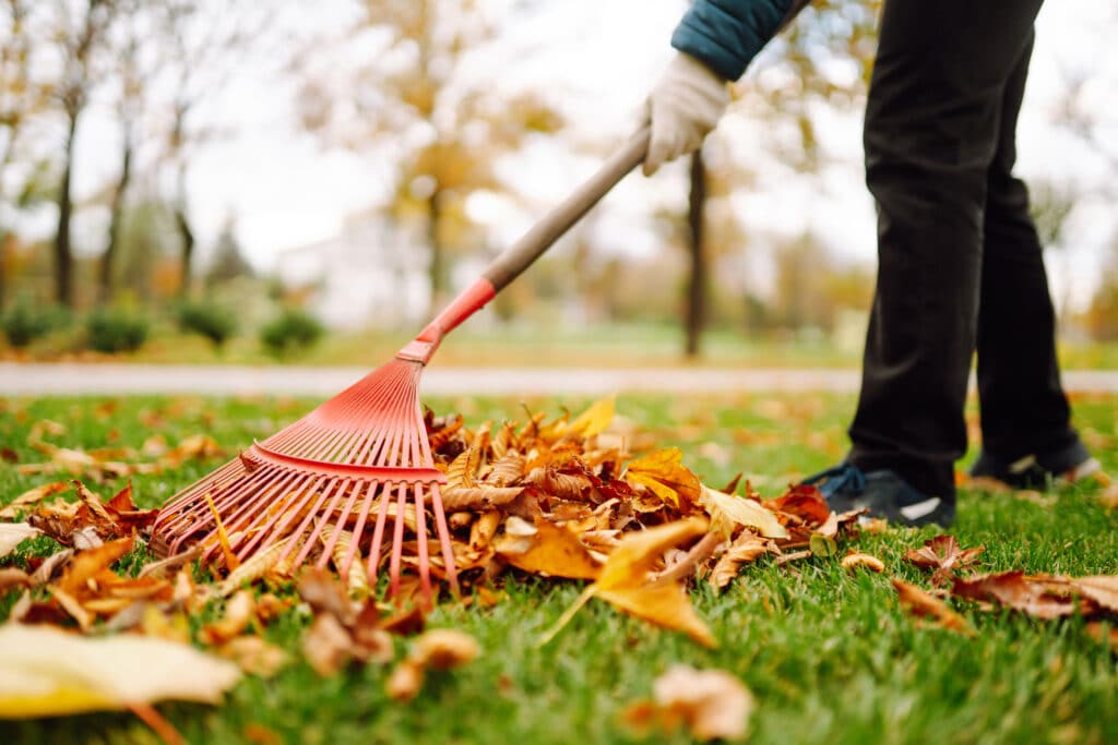 ramasser les feuilles mortes