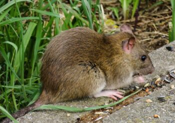 Rat Dans Jardin