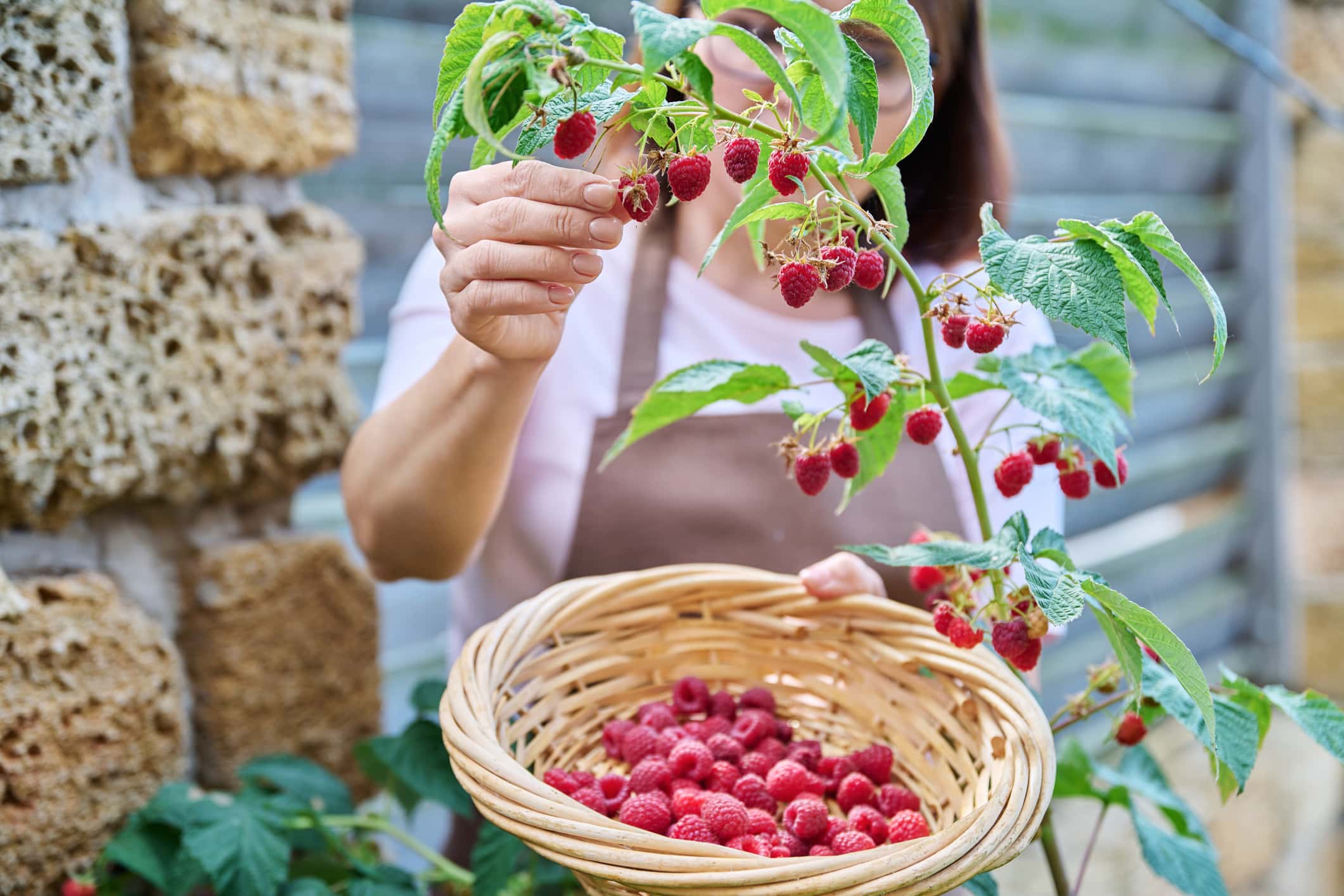 recolte beaucoup de framboises ingrédient magique