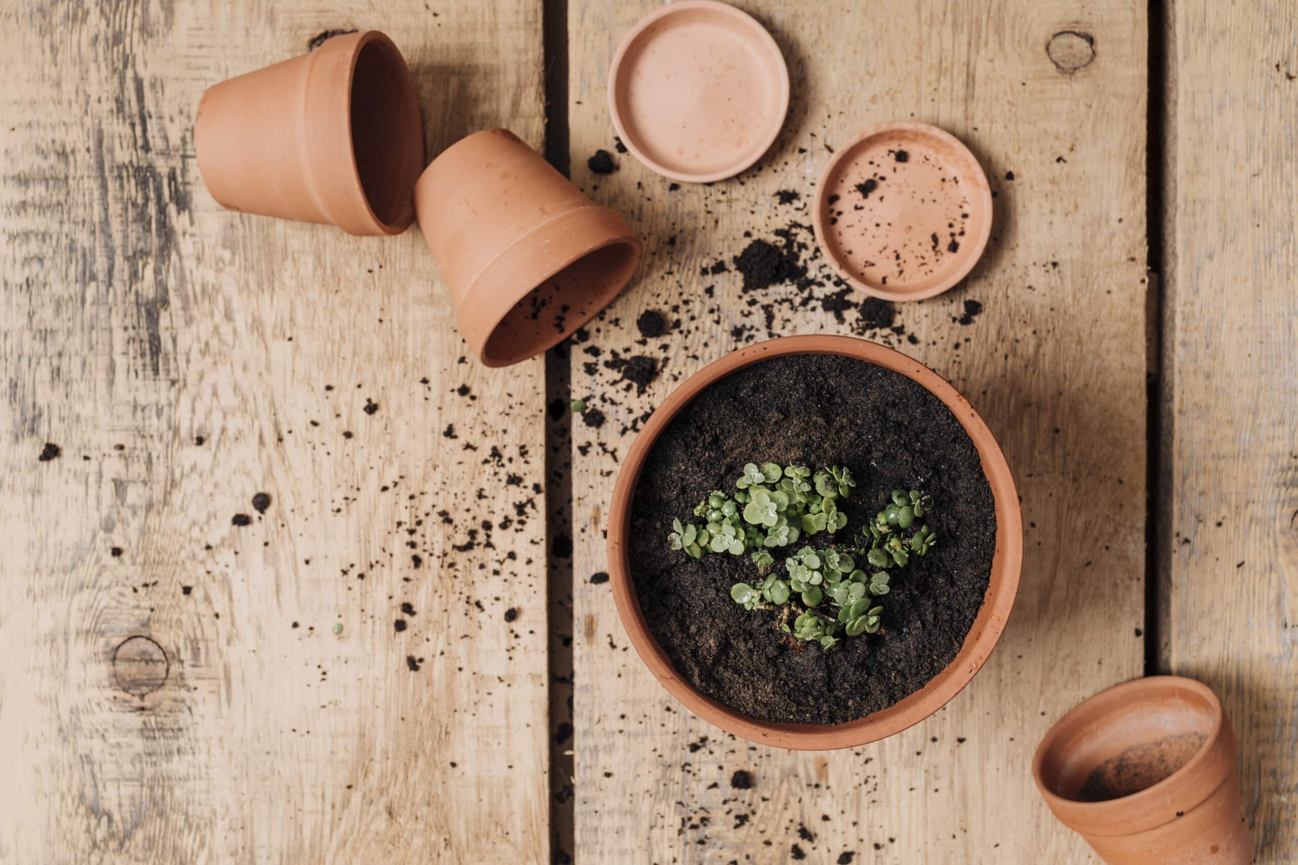 Réutiliser Terre Vieux Pots