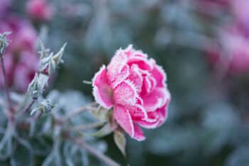 rose gelées blanches septembre précoces