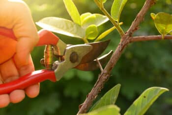 taille arbre fruitier septembre