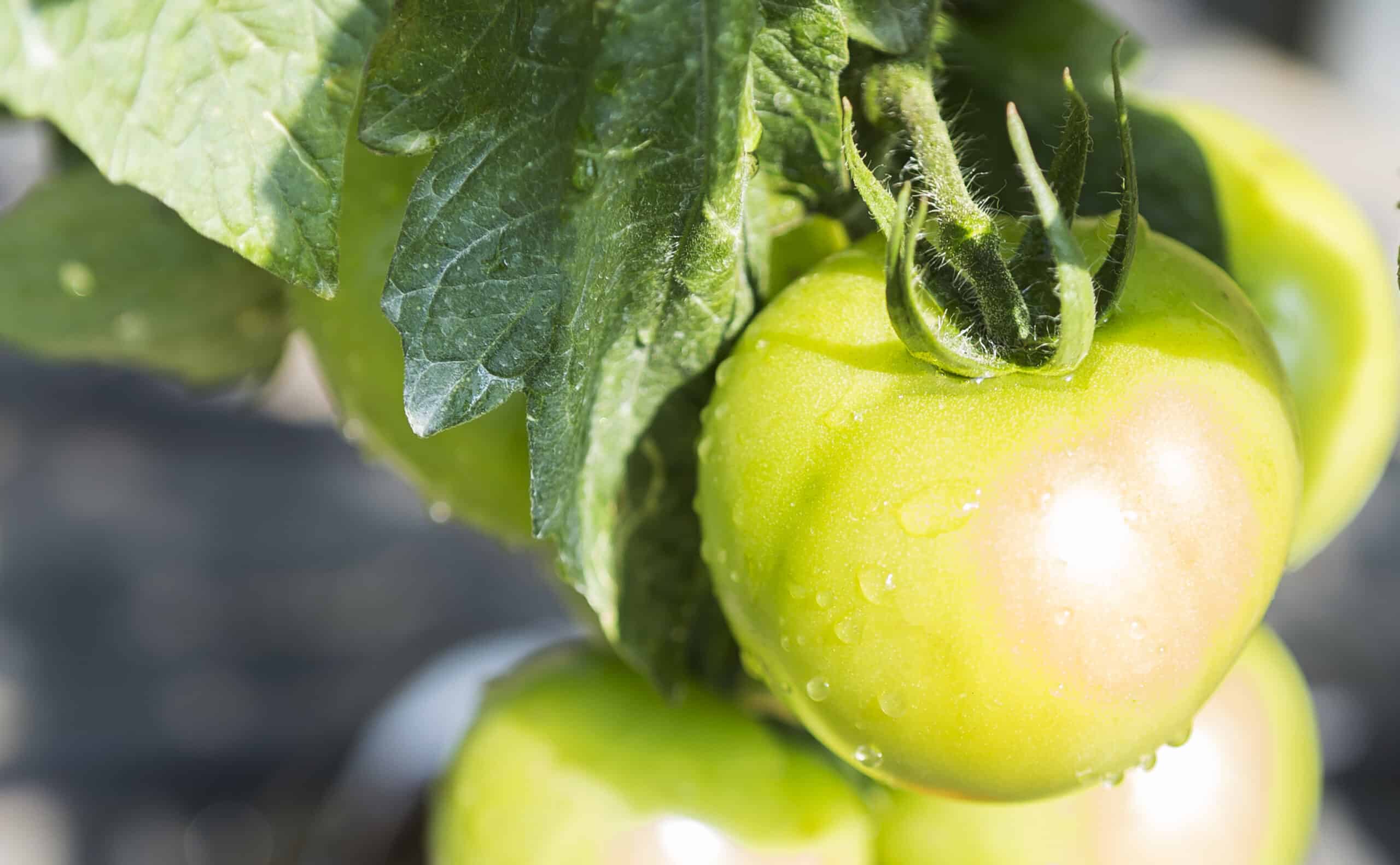 tomates vertes pas mures