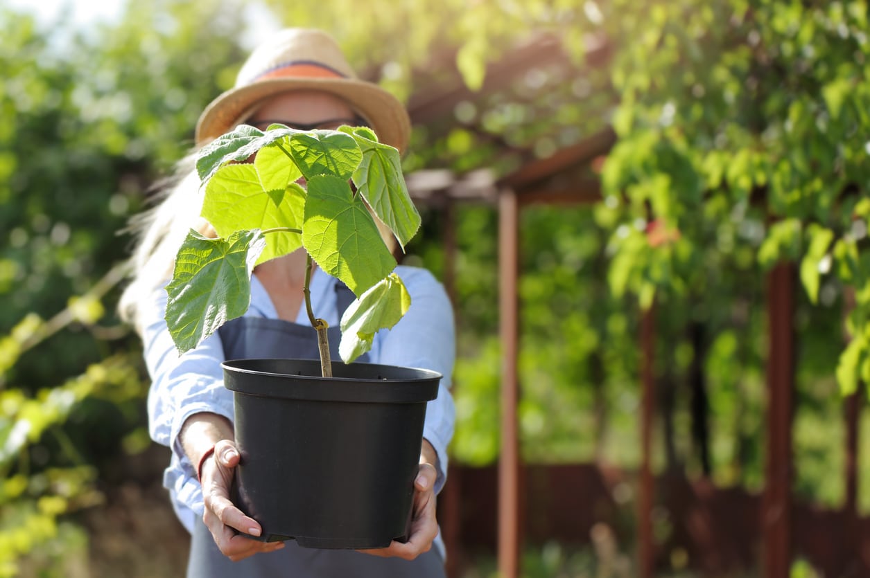 Paulownia en pot