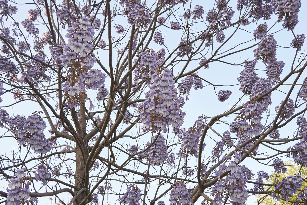 Paulownia fleur