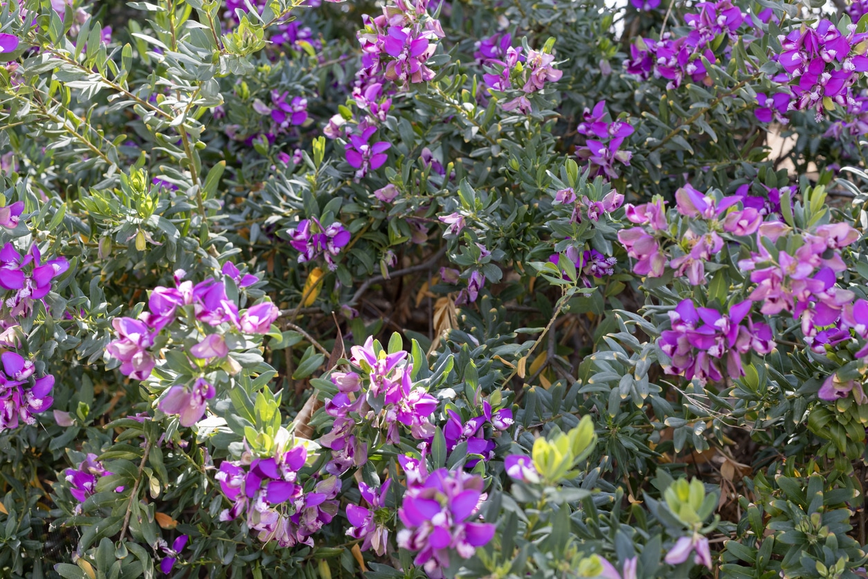 Polygala myrtifolia buisson