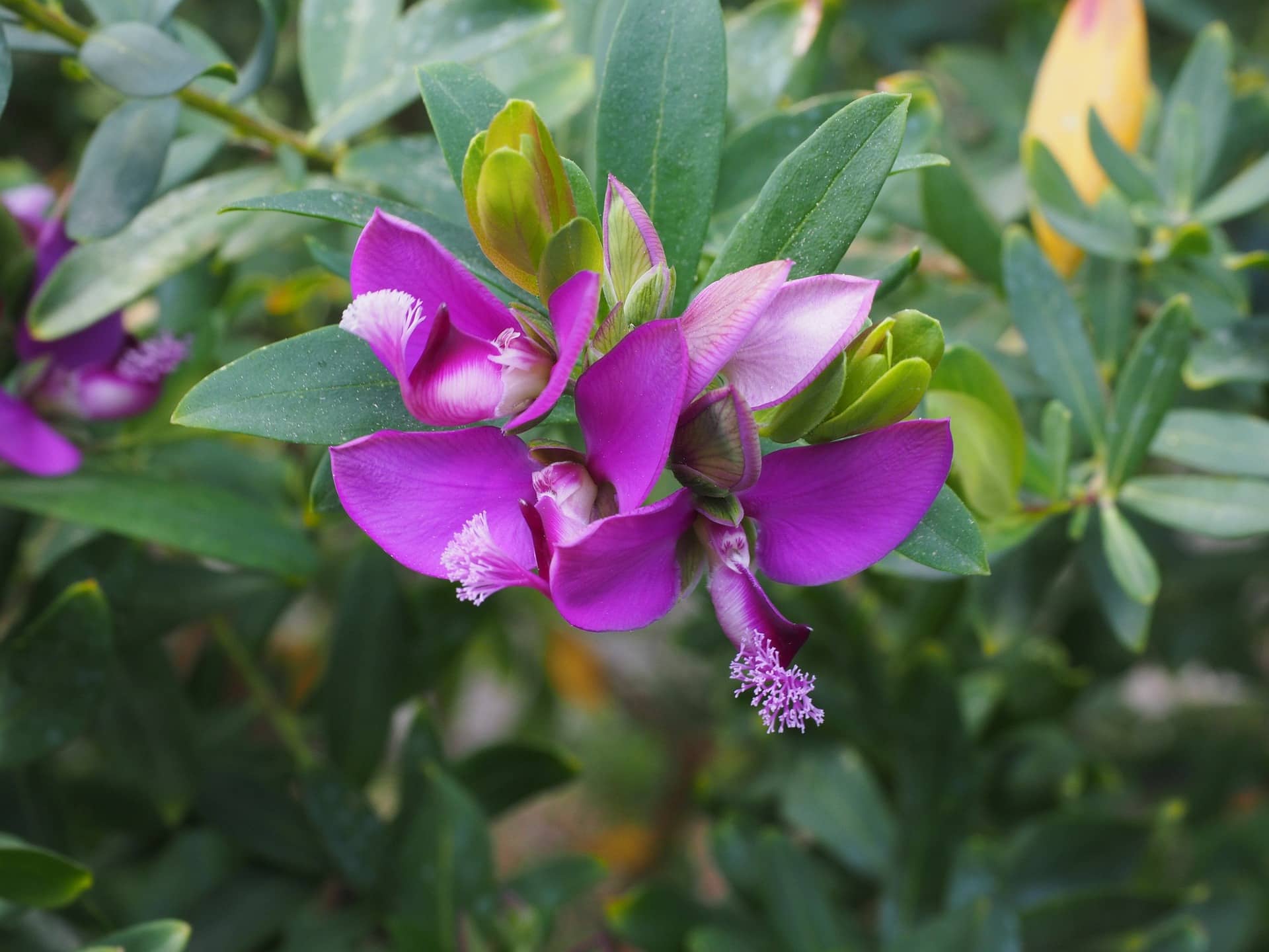 Polygala Myrtifolia Fleurs