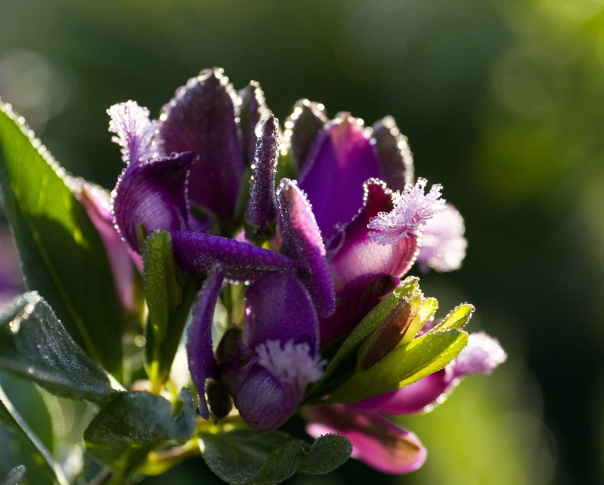 Polygala myrtifolia gel