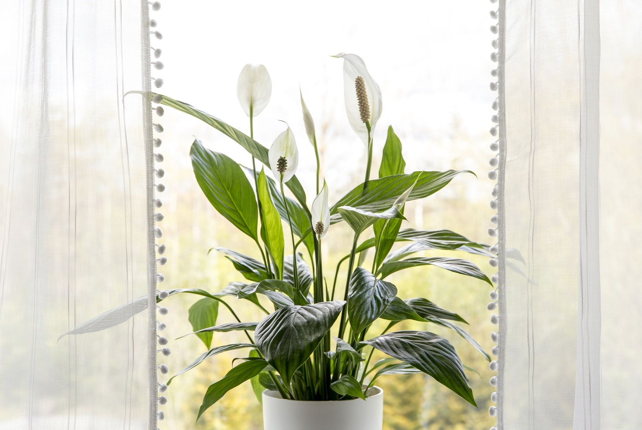 Spathiphyllum