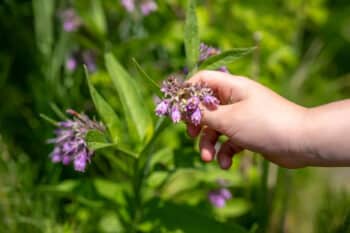 Symphytum officinale