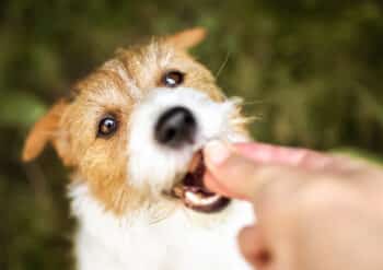 aliments pas donner chien