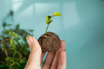 bombes biodiversité