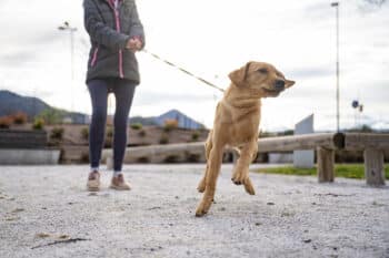 chien qui tire en ville