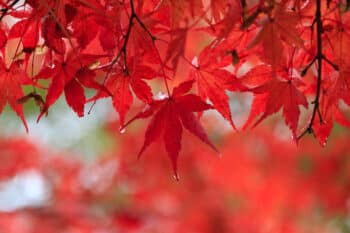 feuilles érable palmé japon