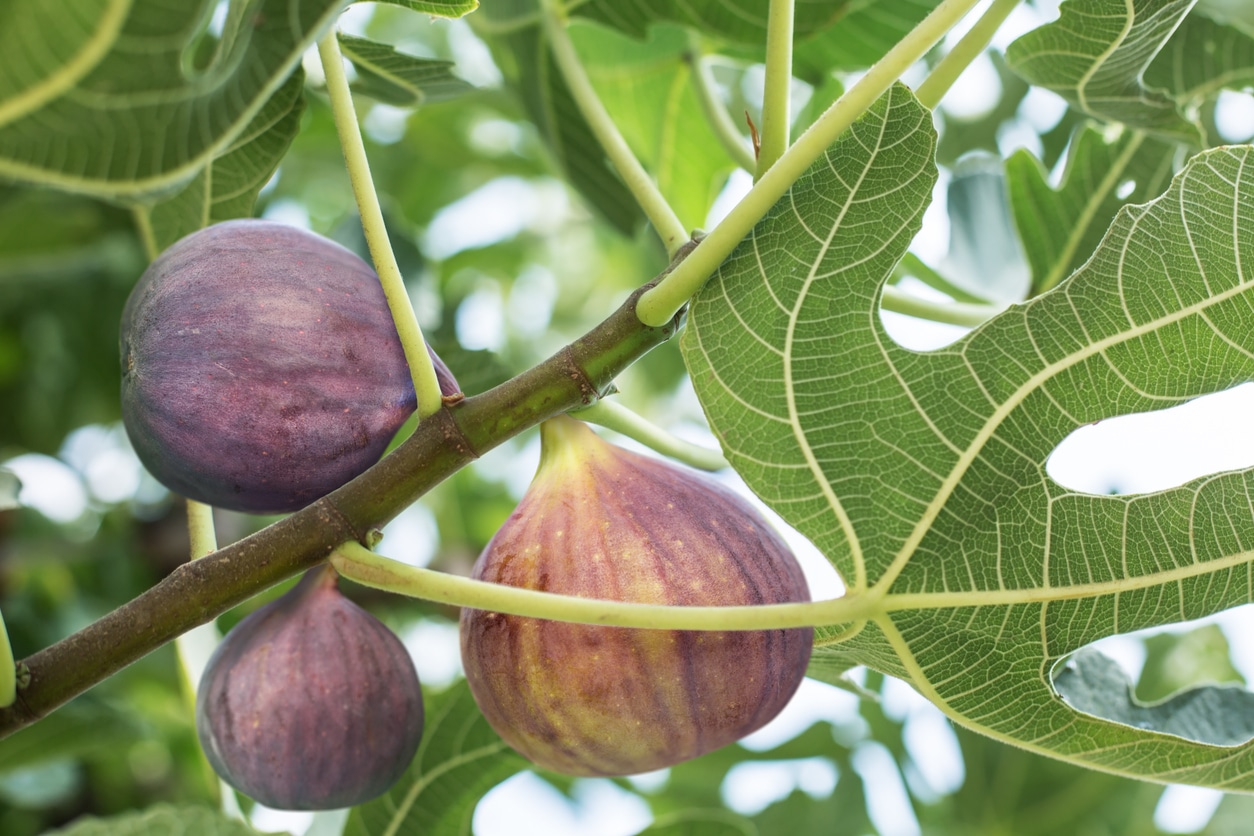 grosse récolte figues