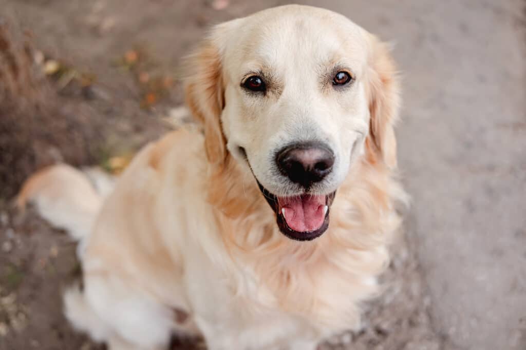 laine de chien matière