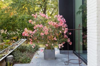 laurier rose en pot à rentrer avant l'hiver