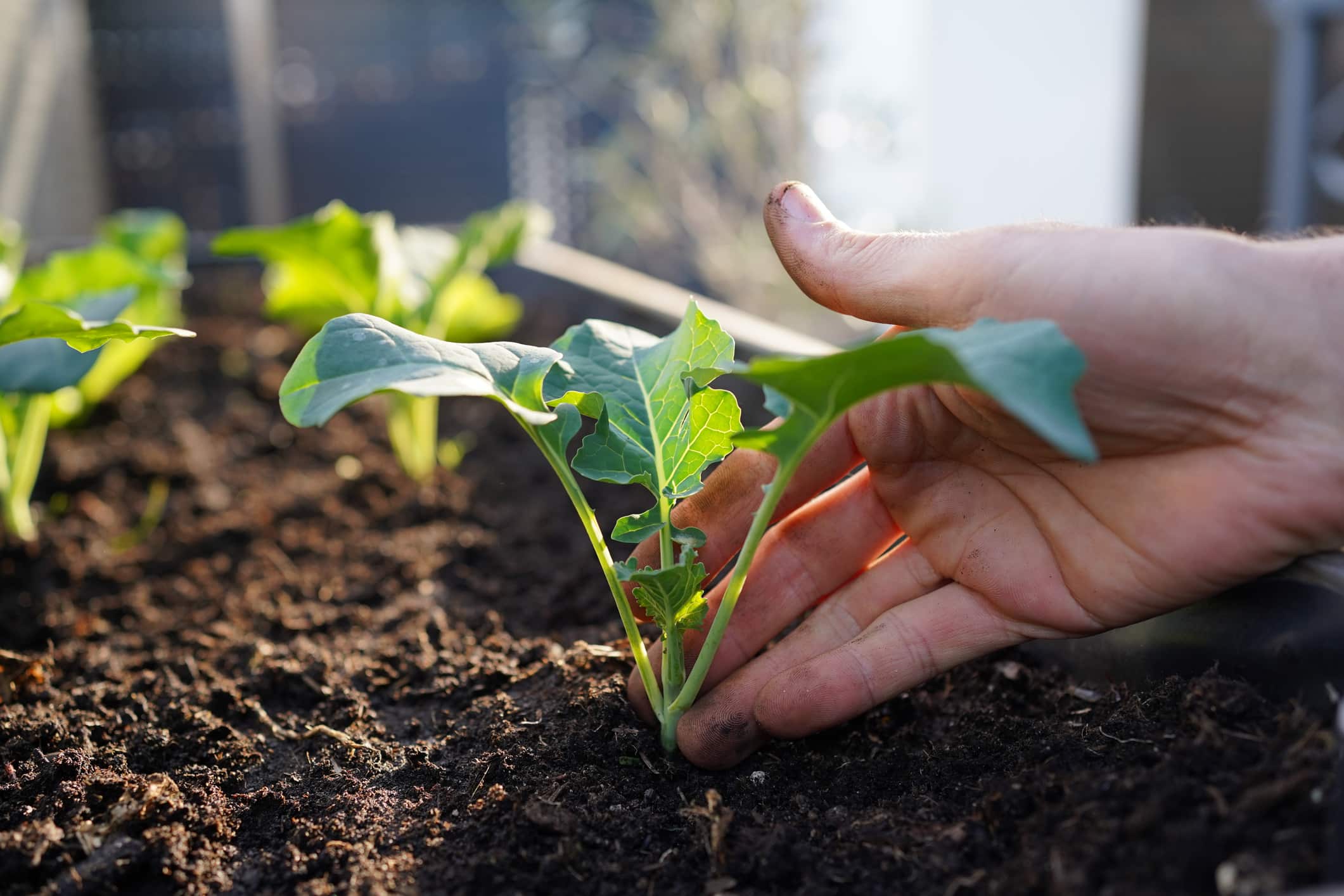 légumes à planter en octobre