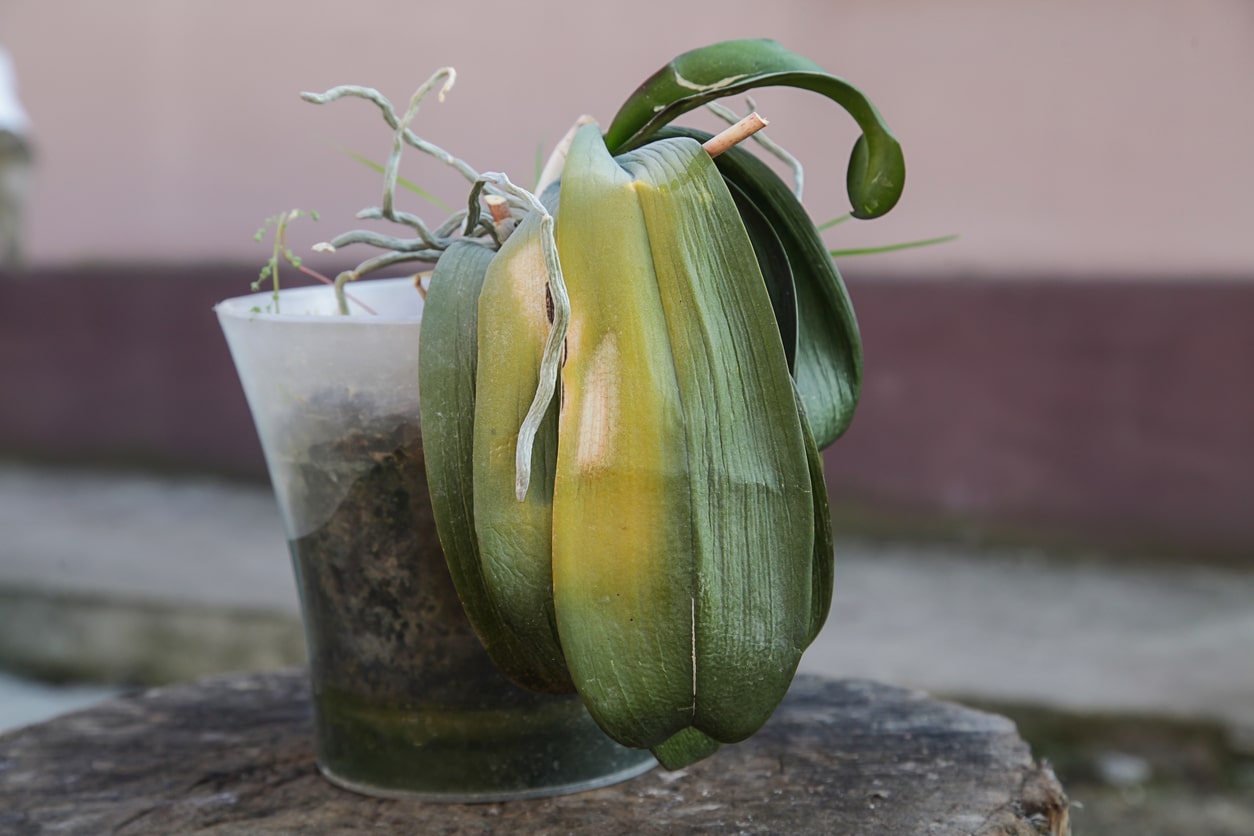 feuille orchidées jaunie