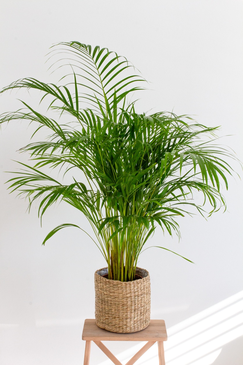 palmier Areca