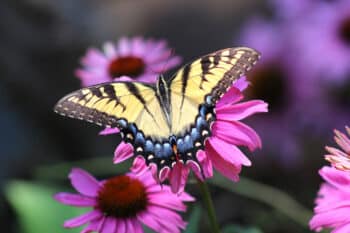 papillon jardin sur fleur attirante