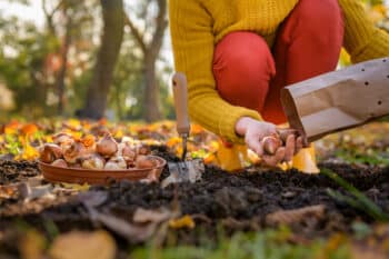 planter tulipes automne octobre