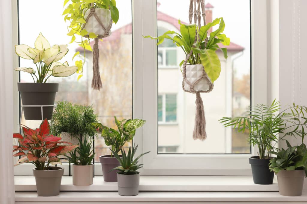 plantes deco fenêtres